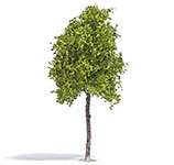 070-3791 - 1:87 - Platane 170 mm Frühling